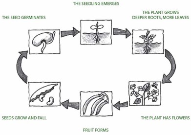 plant life cycle biology